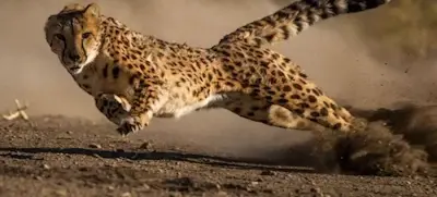 Астеник — это не приговор