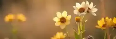 Ароматерапия. Эфирные масла применение и свойства